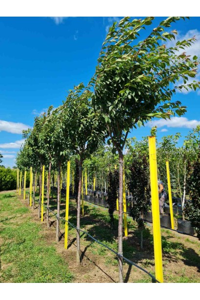 Сакура дрібнопильчаста Канзан на штамбі - ком/вис.350-400см/Ø120-150см/ШТАМБ 180-200см/обхват 20-24см